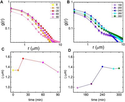 Salt-Mediated Stiffening, Destruction, and Resculpting of Actomyosin Network